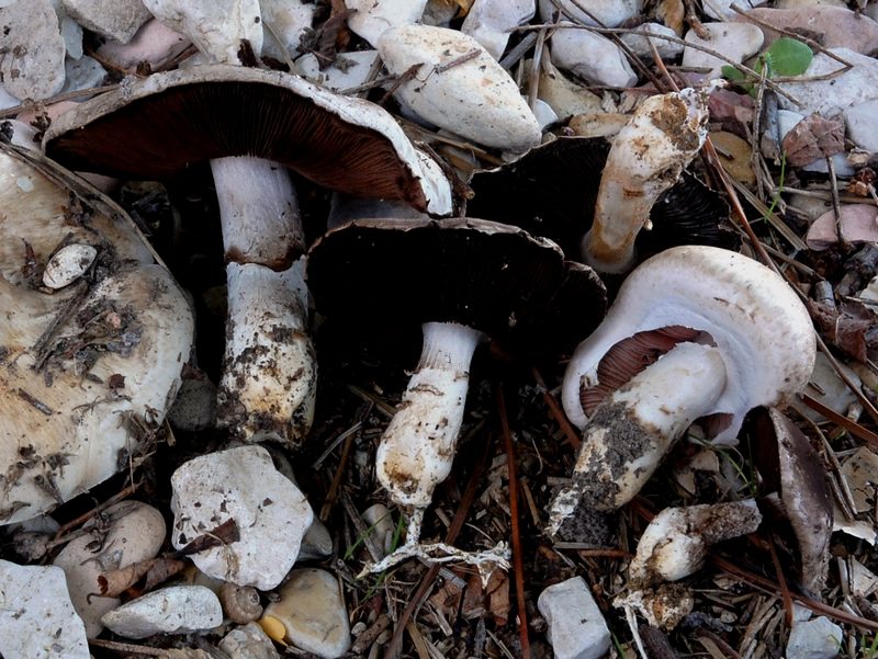 Agaricus bresadolanus